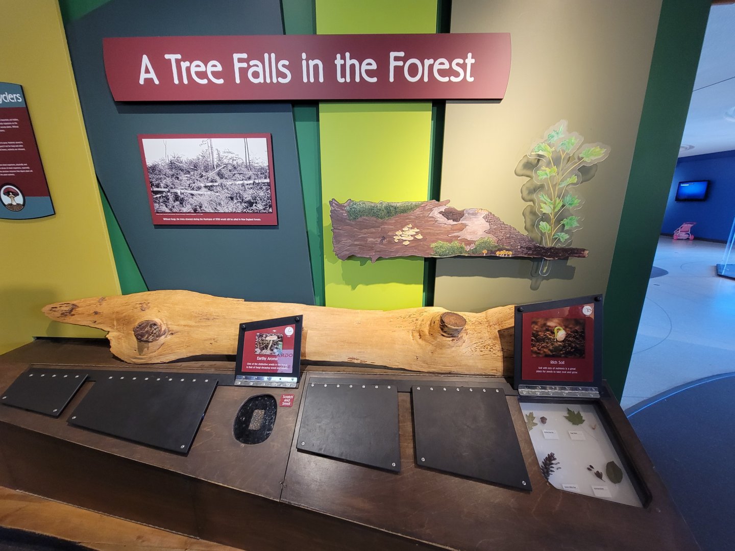 Ecotarium - A fallen tree's ecosystem