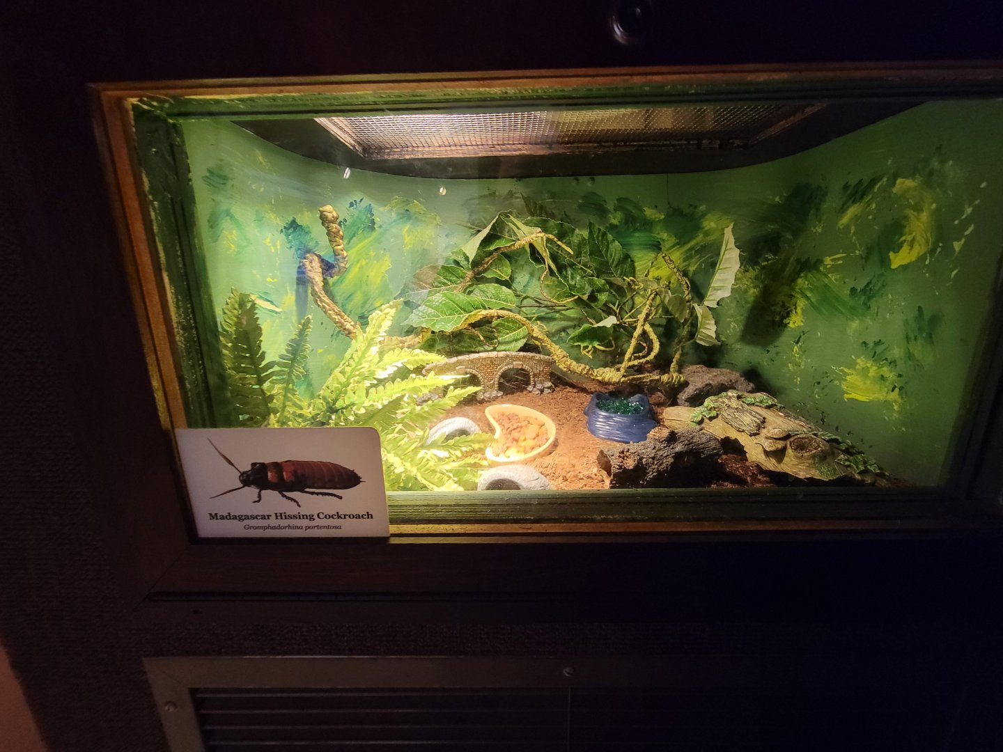 Ecotarium - African Communities: Madagascar hissing cockroach