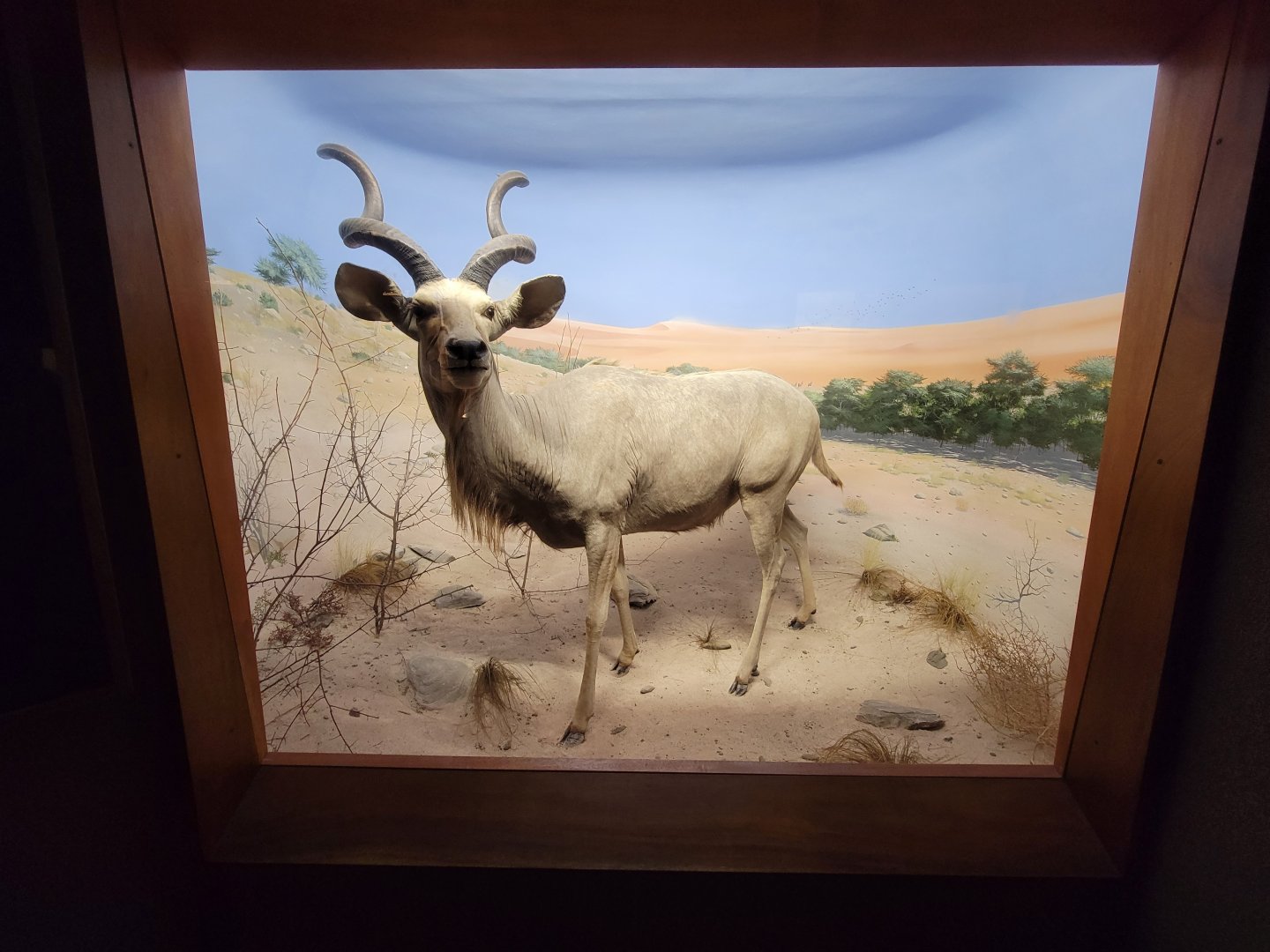 Ecotarium - African Communities: The Arid Zone - Greater kudu
