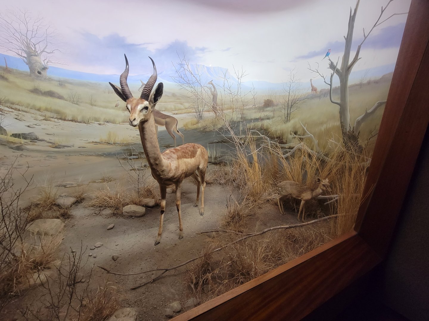 Ecotarium - African Communities: The Bushlands - Gerenuk & Kirk's dik-dik