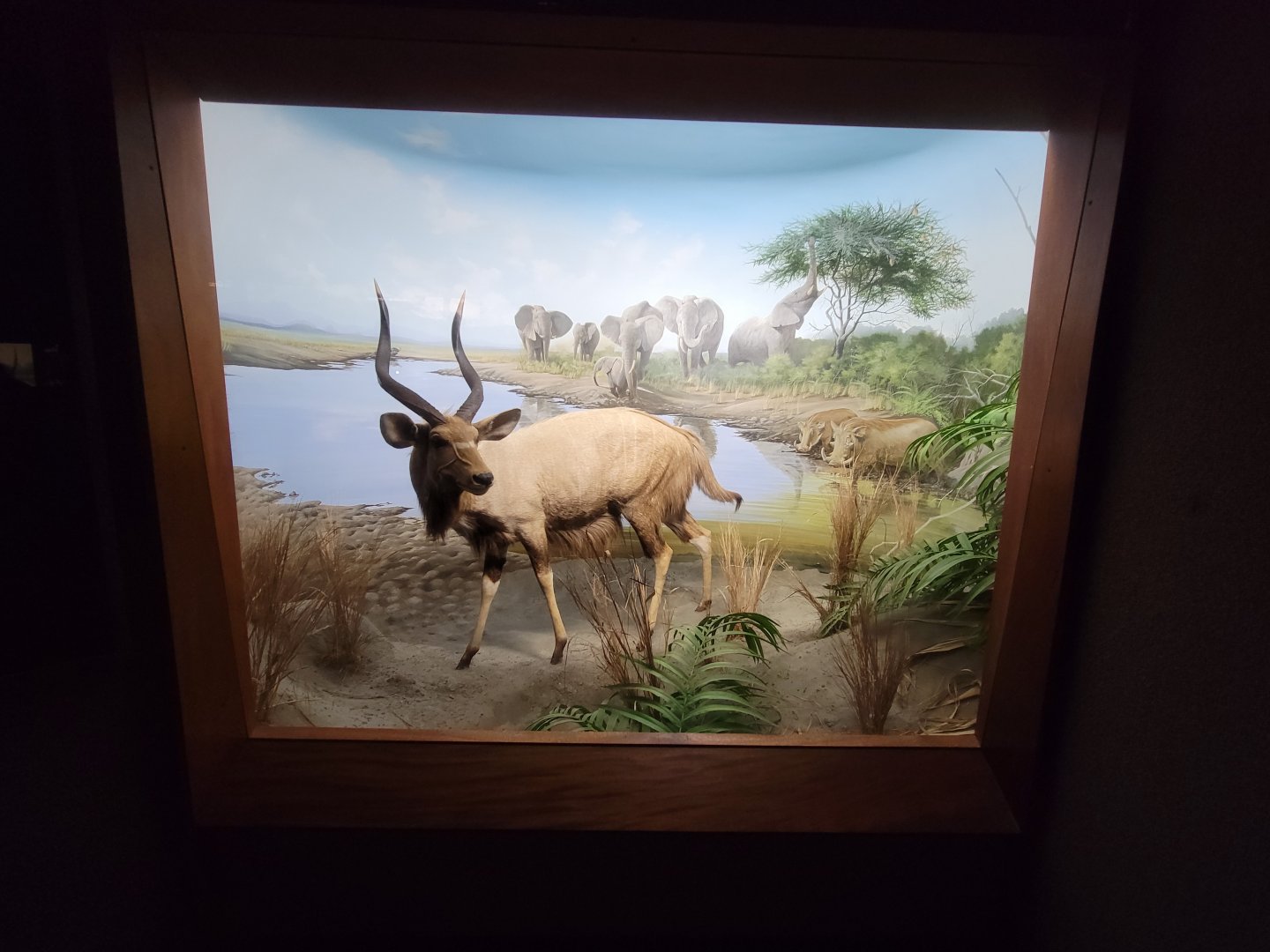 Ecotarium - African Communities: The Edge of the Forest - Nyala