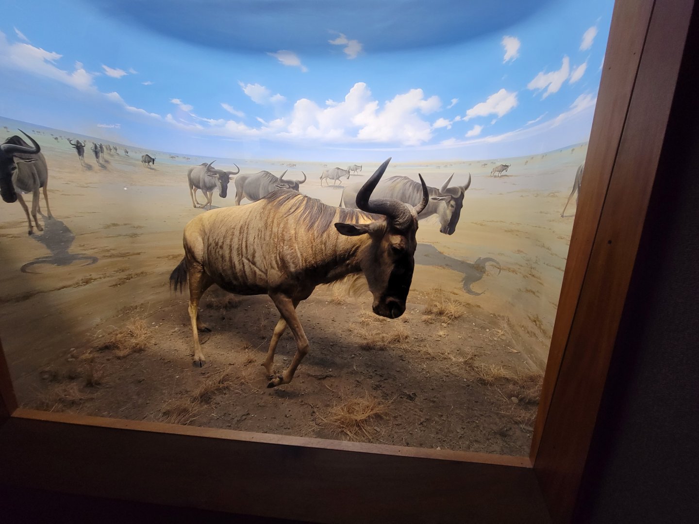 Ecotarium - African Communities: The Grasslands, dry season - Blue Wildebeest