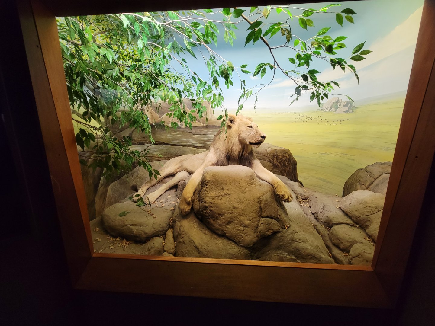 Ecotarium - African Communities: The Grasslands, wet season - Lion