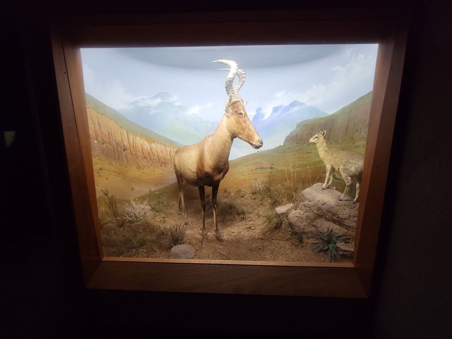 Ecotarium - African Communities: The High Country - Red hartebeest, klipspringer