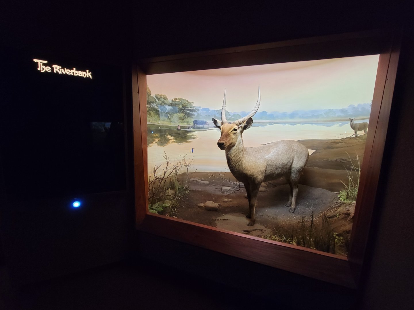 Ecotarium - African Communities: The Riverbank - Waterbuck