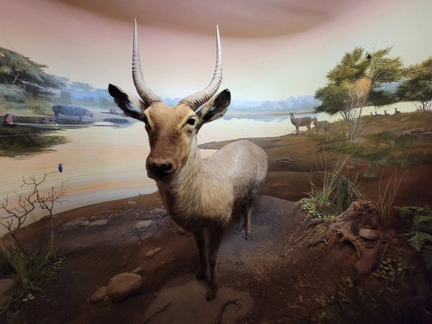 Ecotarium - African Communities: The Riverbank - Waterbuck