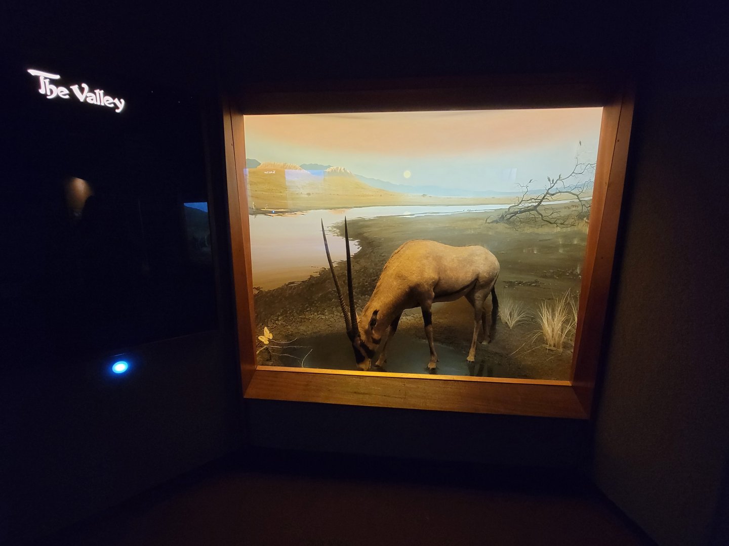 Ecotarium - African Communities: The Valley - Gemsbok