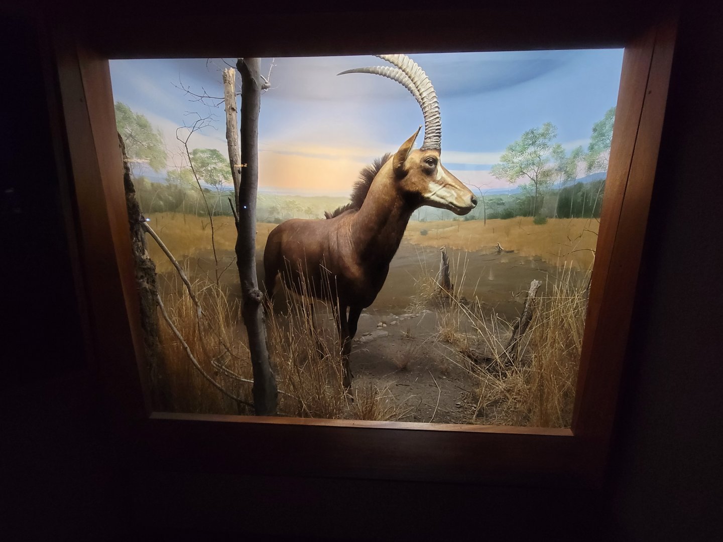 Ecotarium - African Communities: The Woodlands - Sable