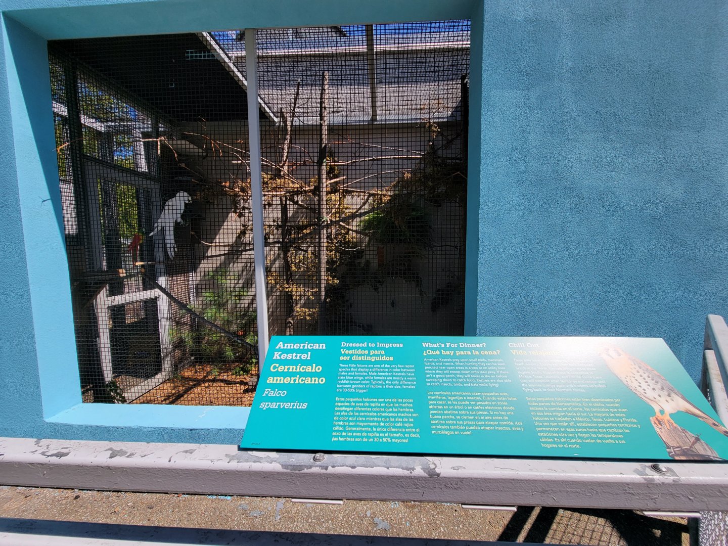 Ecotarium - American kestrel