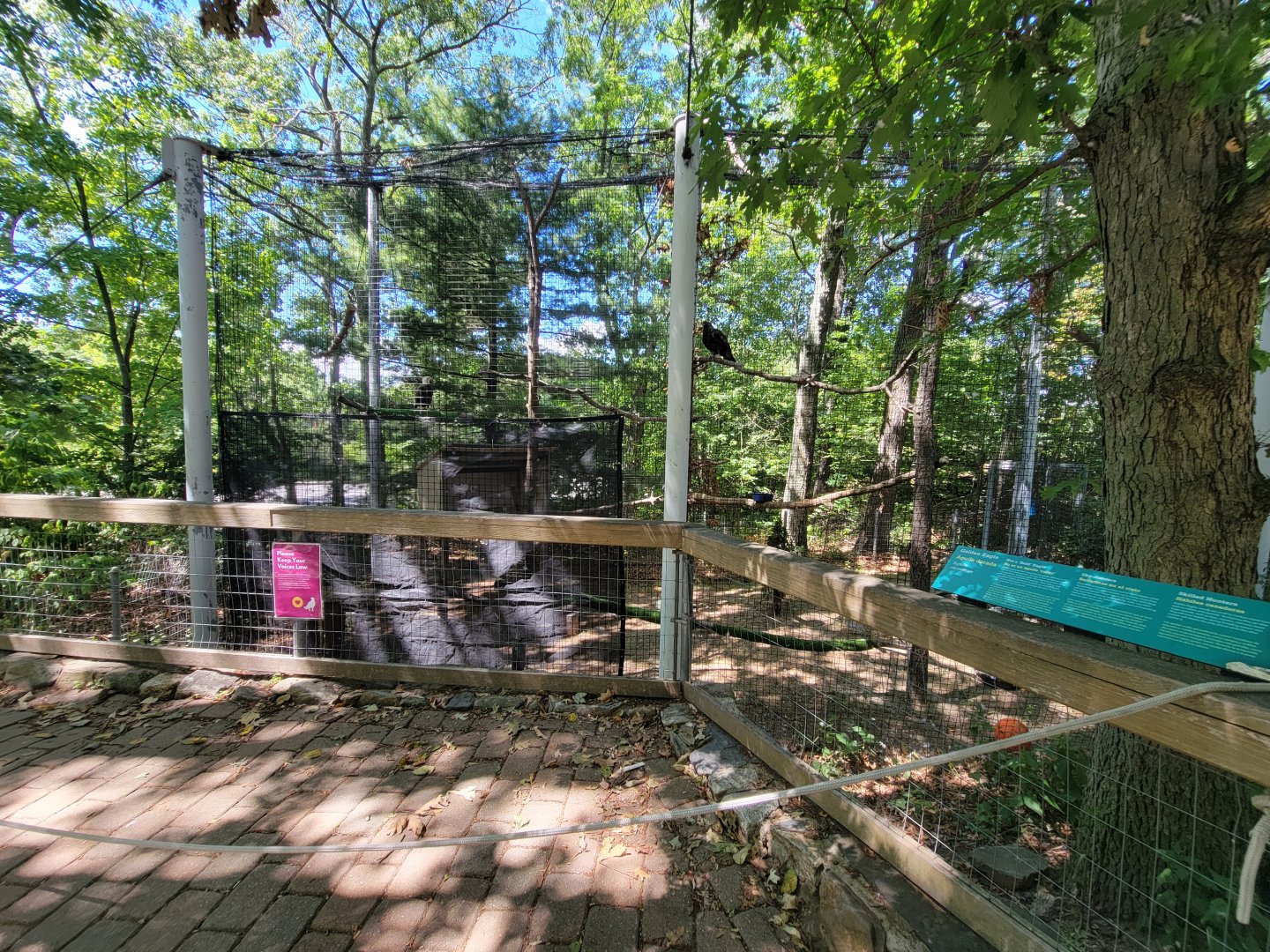 Ecotarium - Bald & Golden eagles