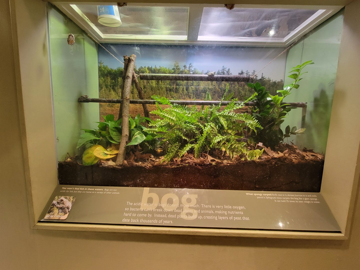 Ecotarium - Bog, gray treefrog