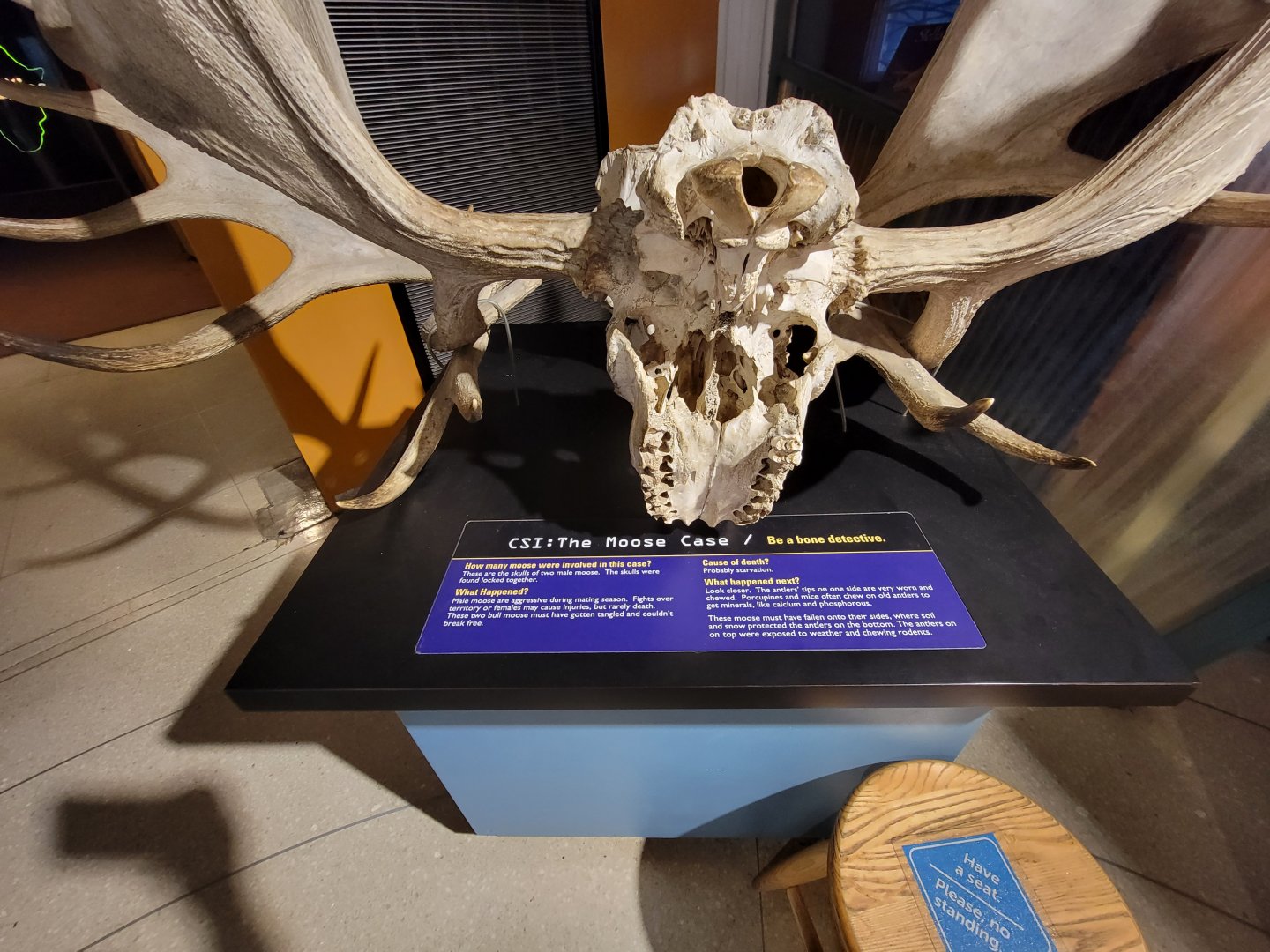 Ecotarium - CSI Moose (two skulls locked together)