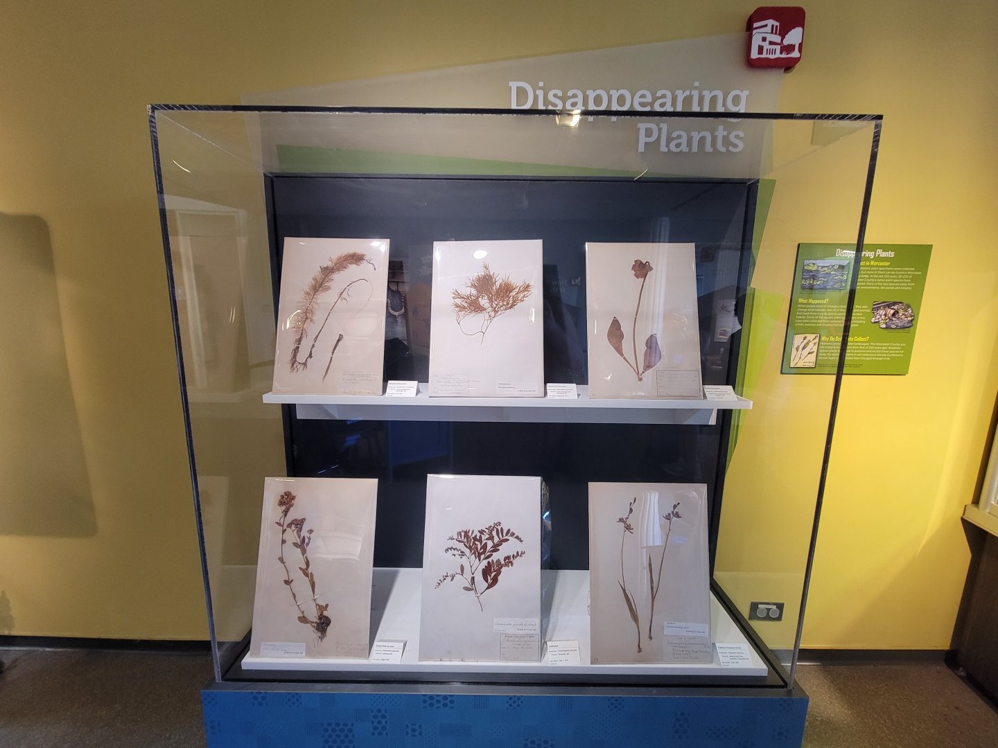 Ecotarium - Disappearing plants