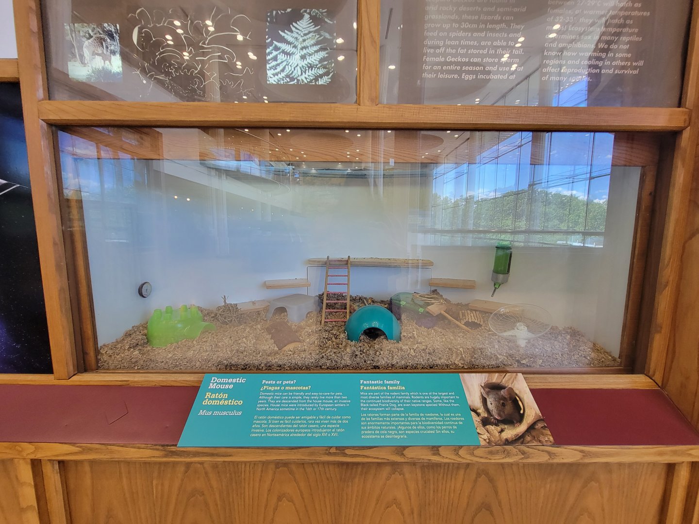 Ecotarium - Domestic mouse