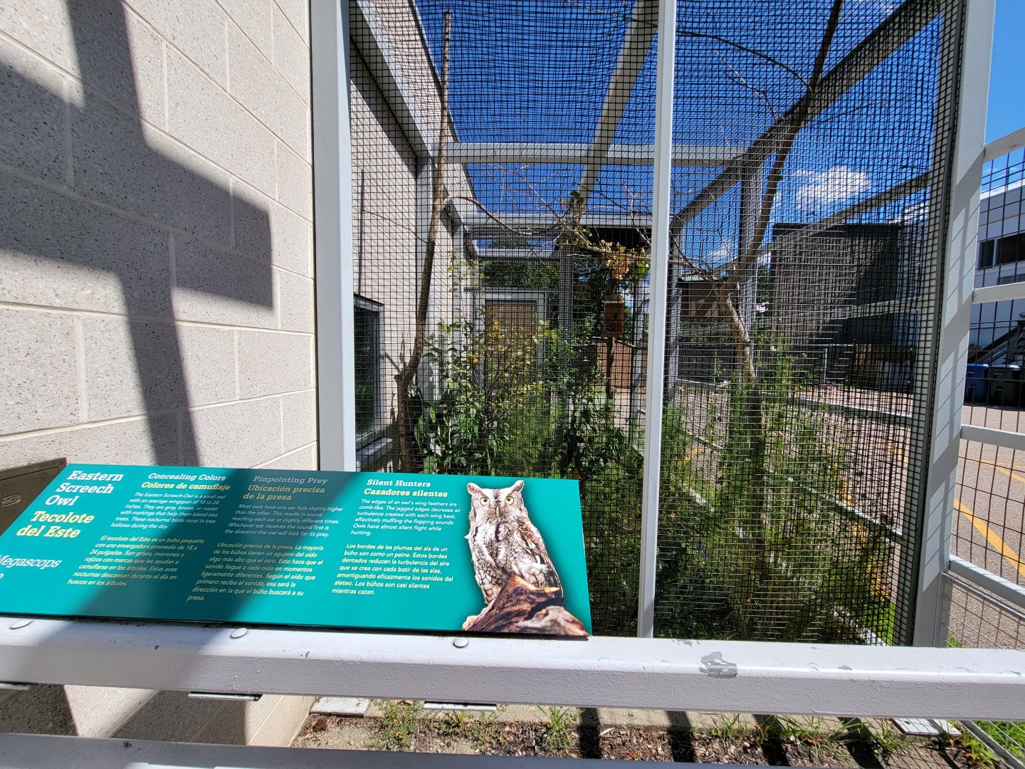 Ecotarium - Eastern screech owl