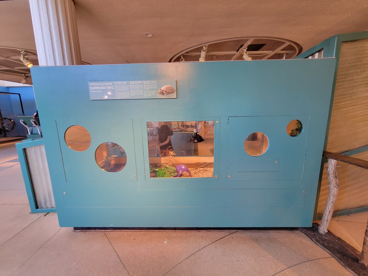 Ecotarium - Ecotarium - Eastern box turtle