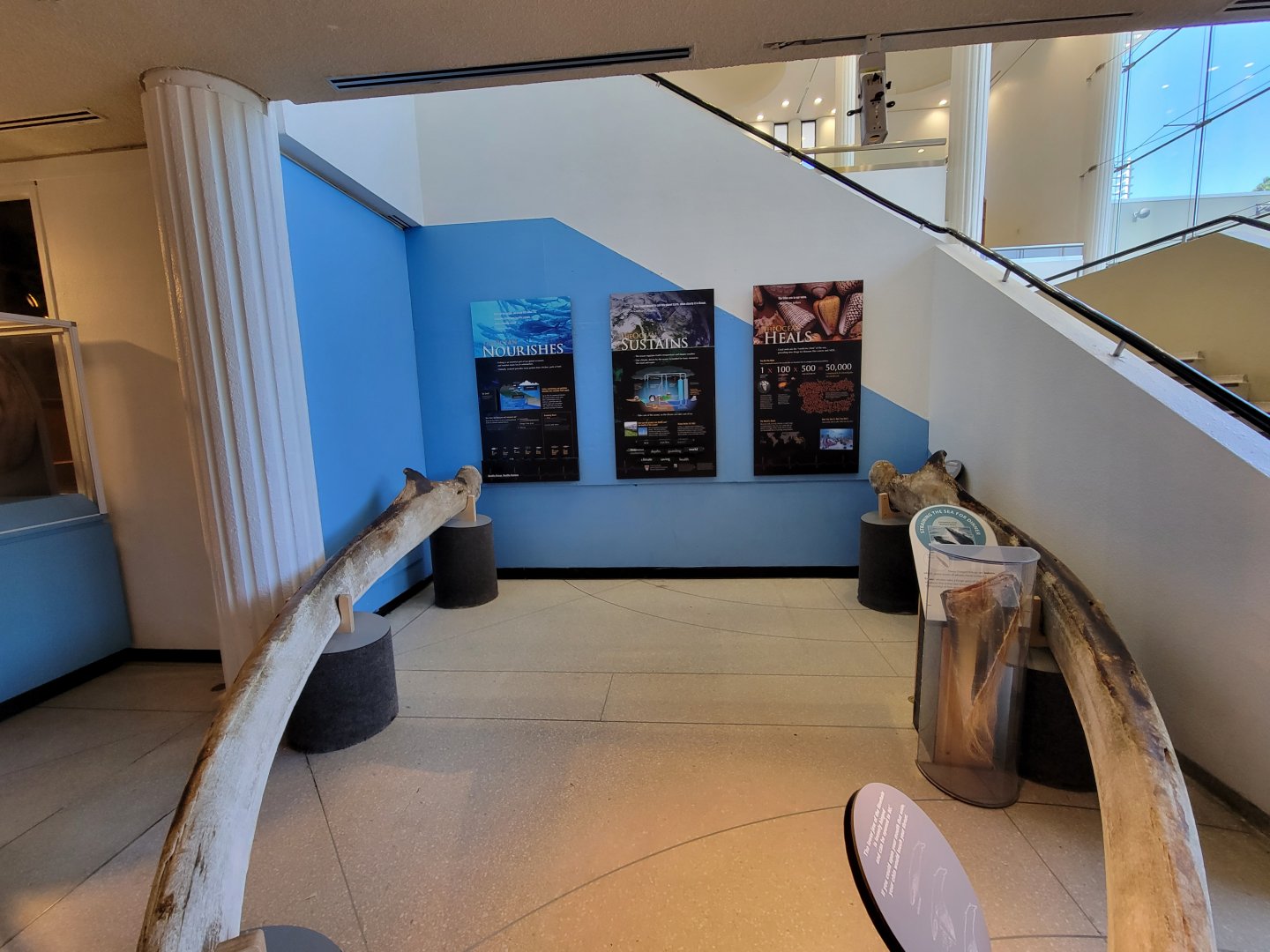 Ecotarium - Fin whale jaws