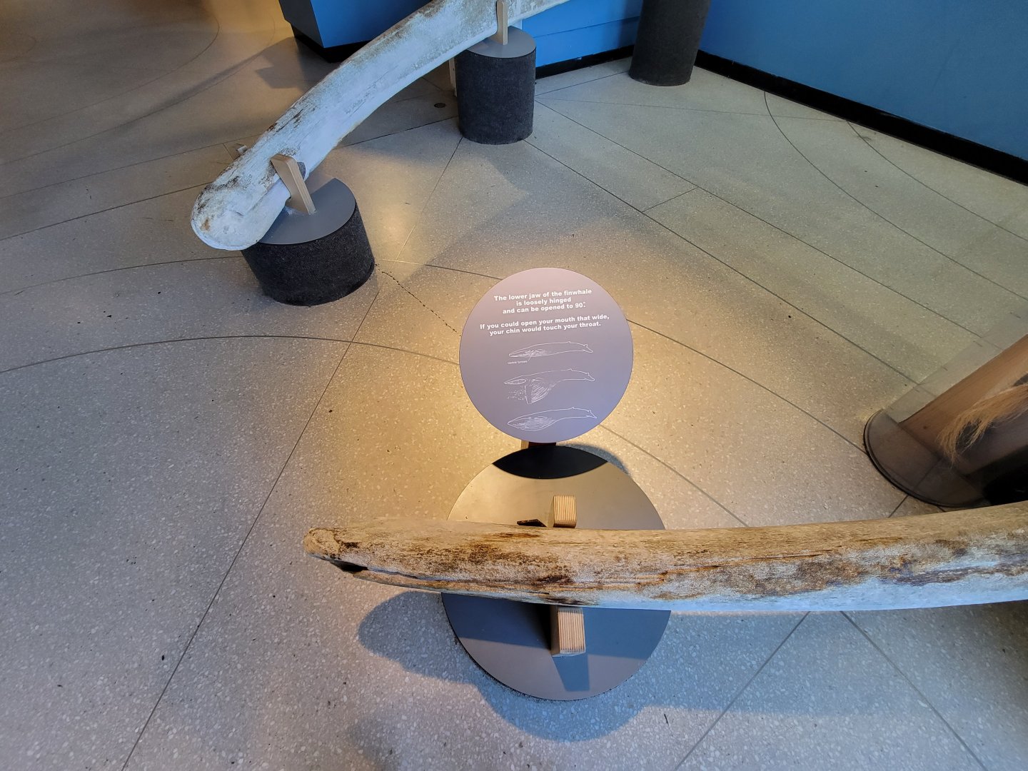 Ecotarium - Fin whale jaws