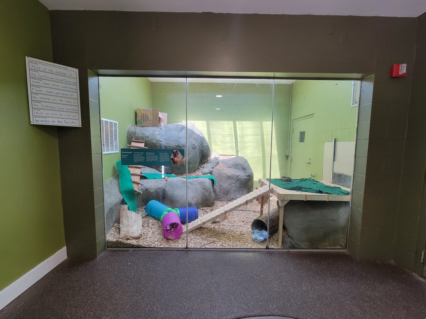 Ecotarium - Groundhog