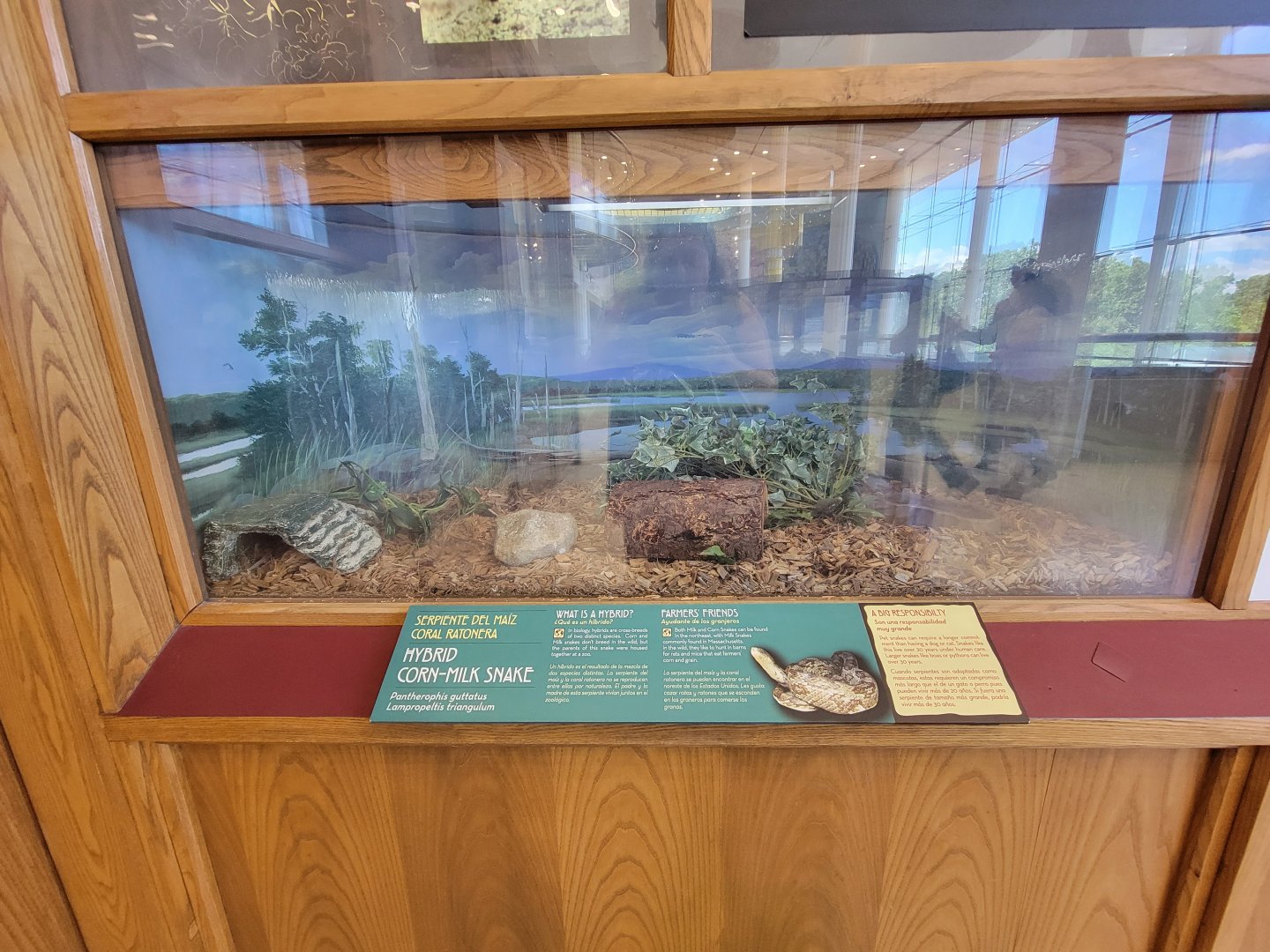 Ecotarium - Hybrid corn/milk snake