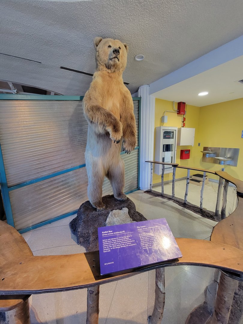 Ecotarium - Kodiak bear