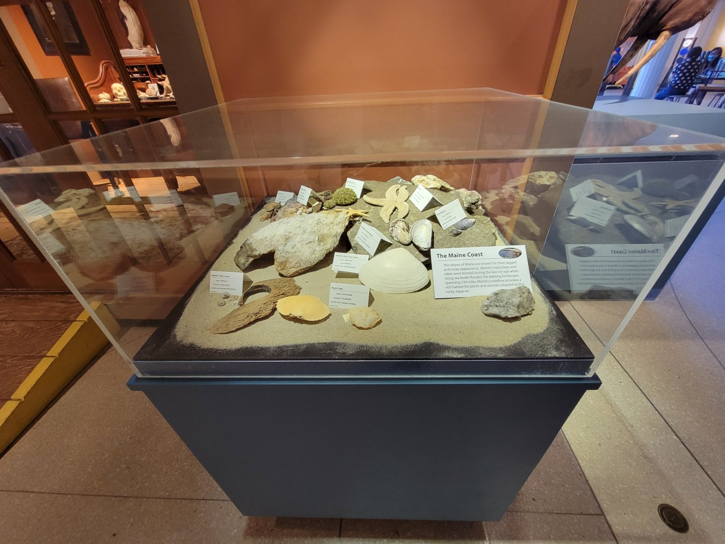 Ecotarium - Maine coast beach species
