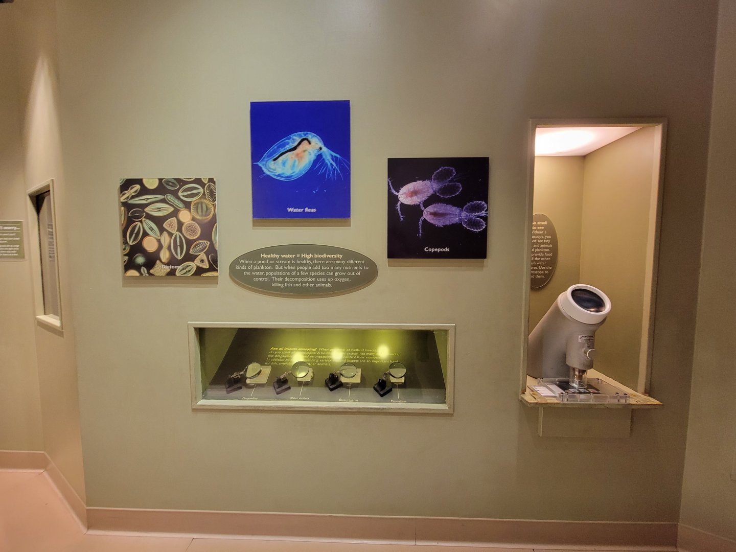 Ecotarium - Microscopic water animals