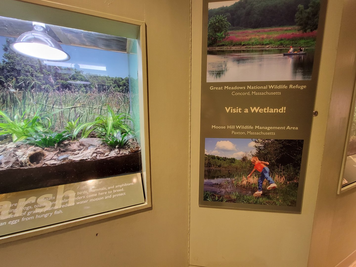 Ecotarium - Nearby wetlands