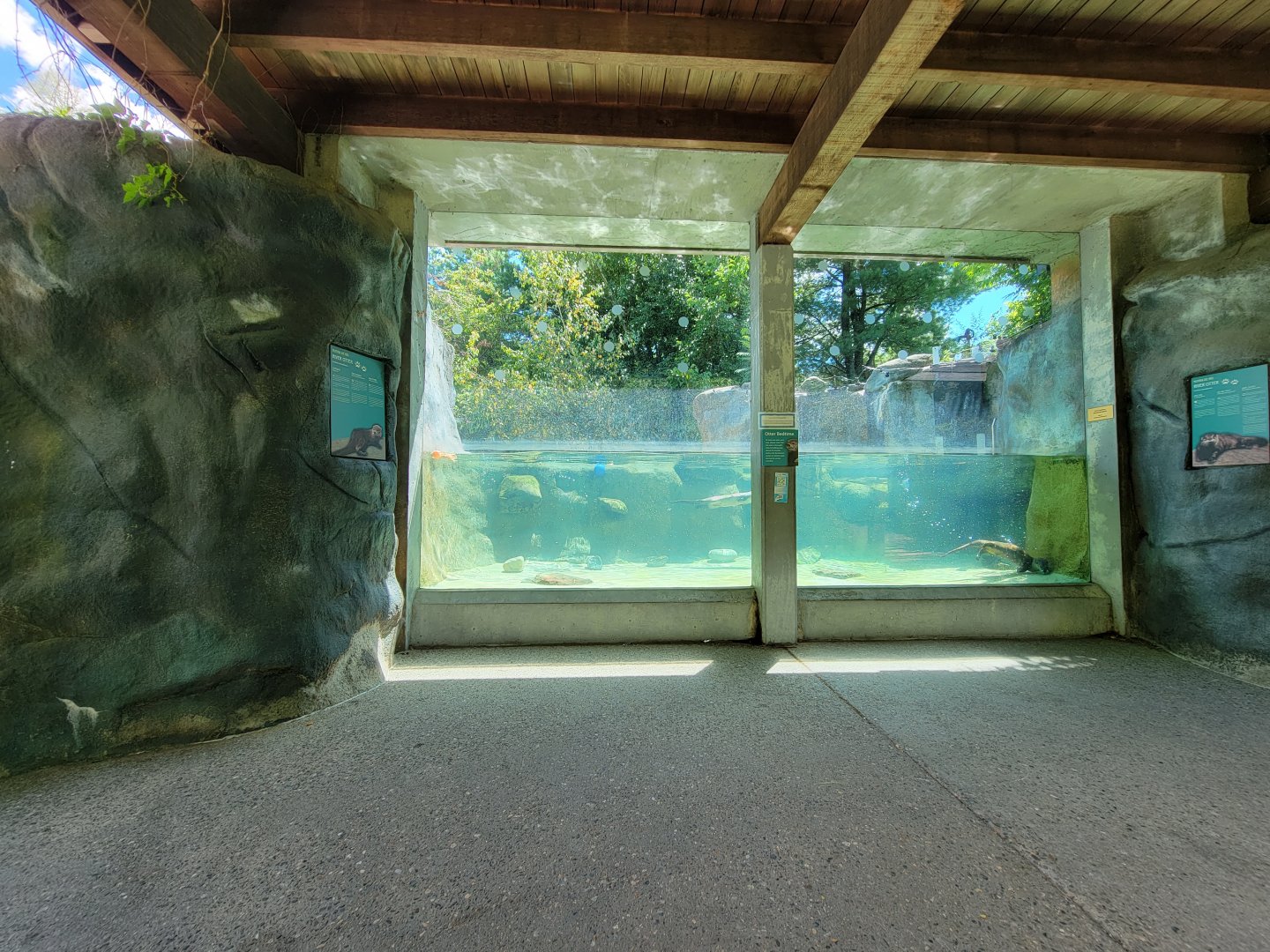Ecotarium - North American river otter underwater viewing