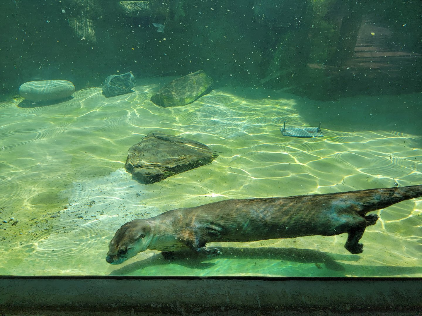 Ecotarium - North American river otter