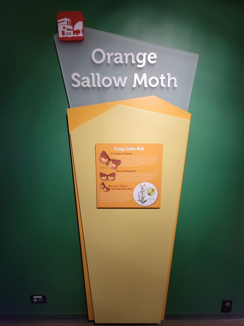 Ecotarium - Orange Sallow Moth info