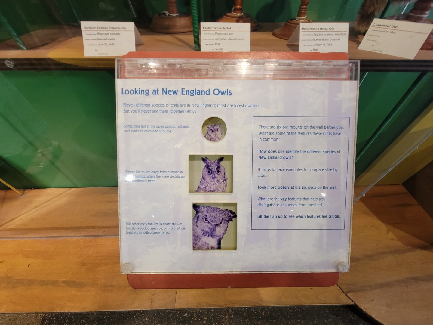 Ecotarium - Owls of new england