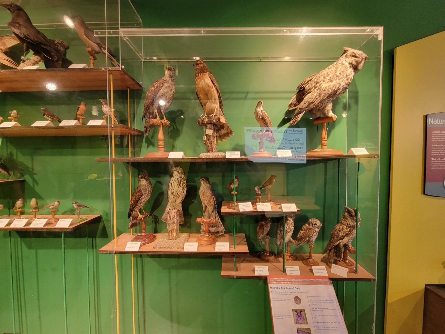 Ecotarium - Owls of new england