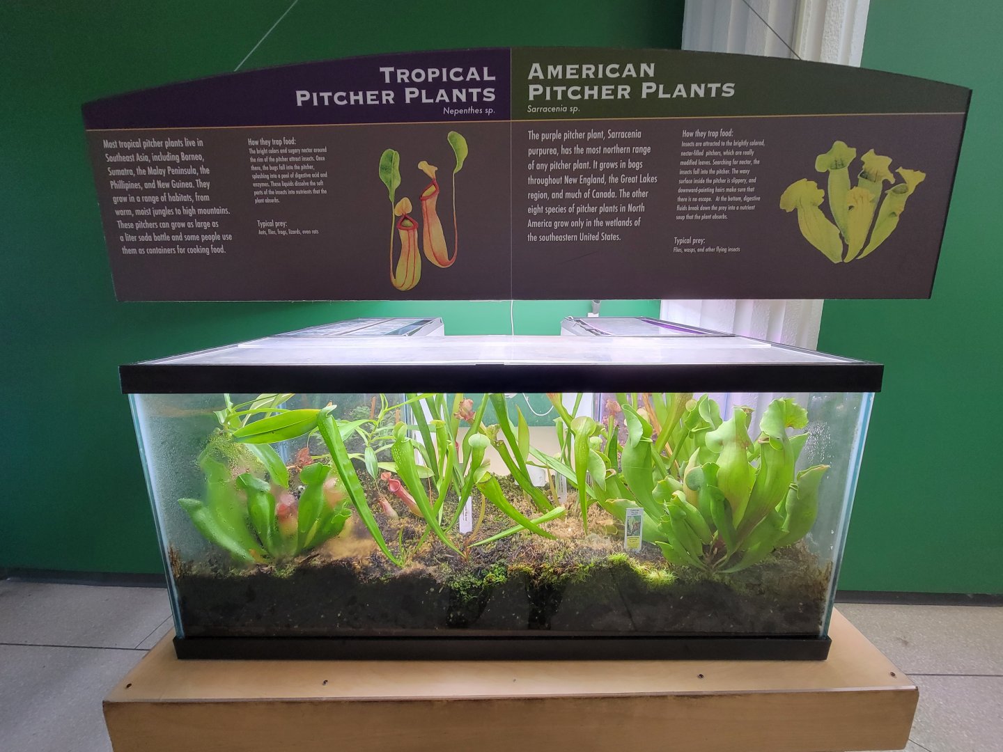 Ecotarium - Pitcher plants, both tropical and American