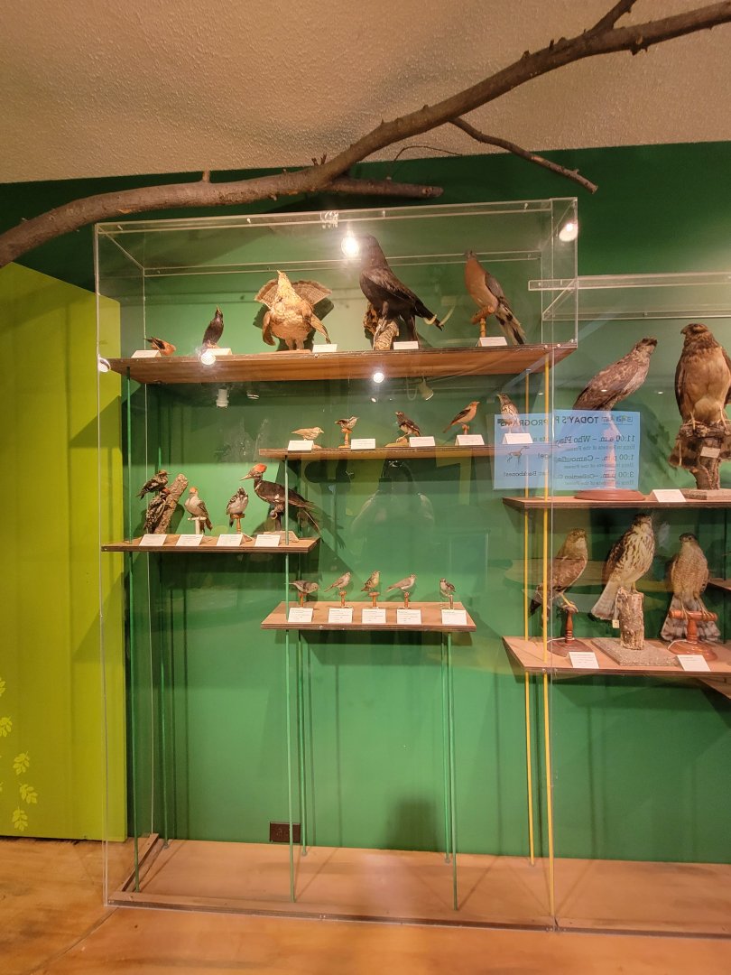 Ecotarium - Some other native species (woodpeckers, vireos, etc)