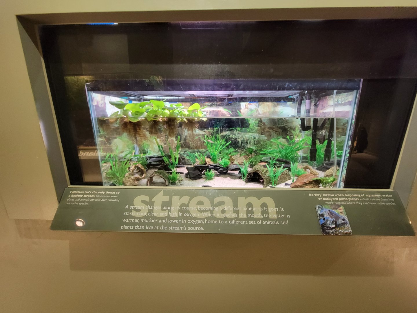 Ecotarium - Stream, crayfish