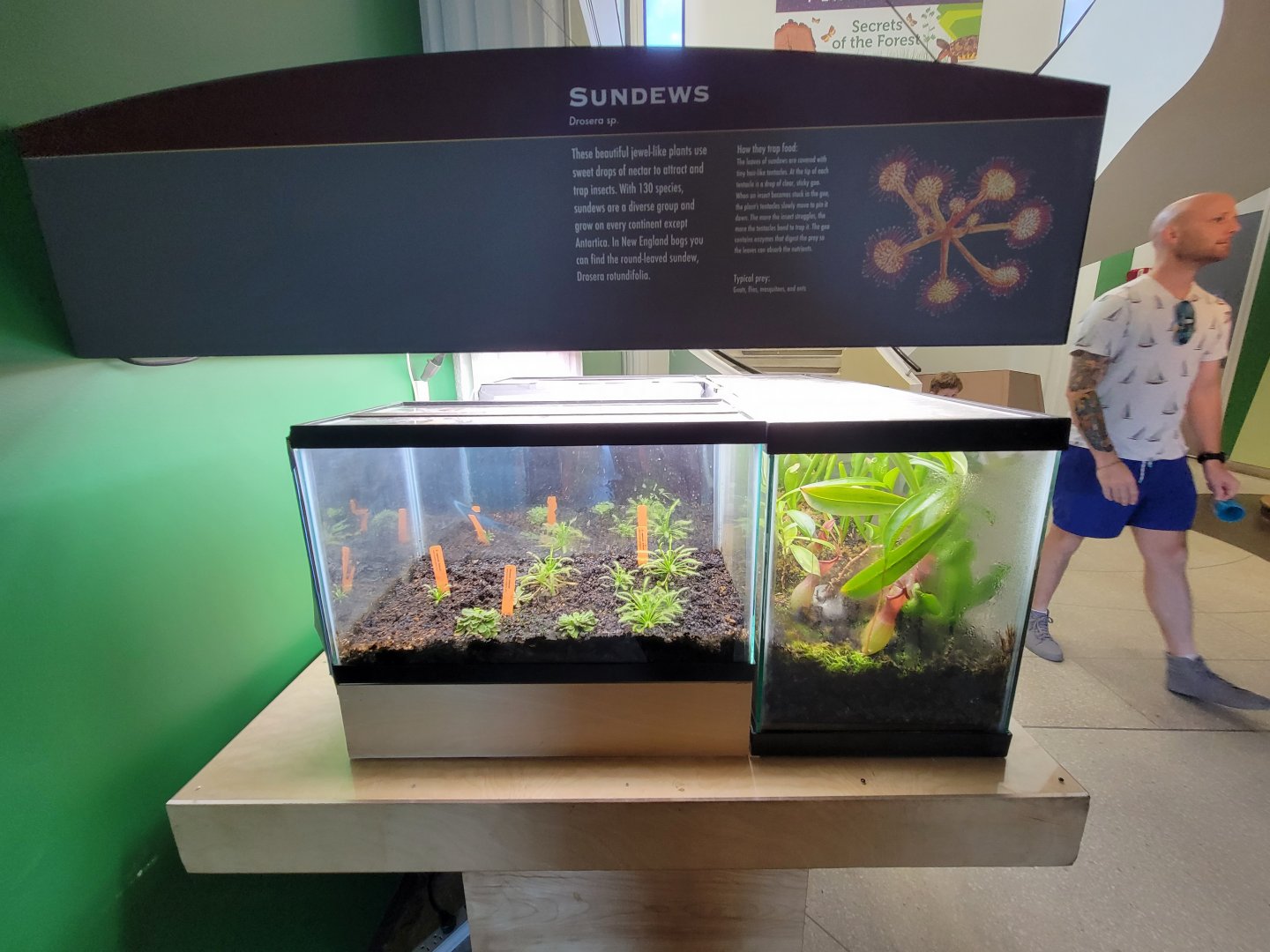 Ecotarium - Sundews