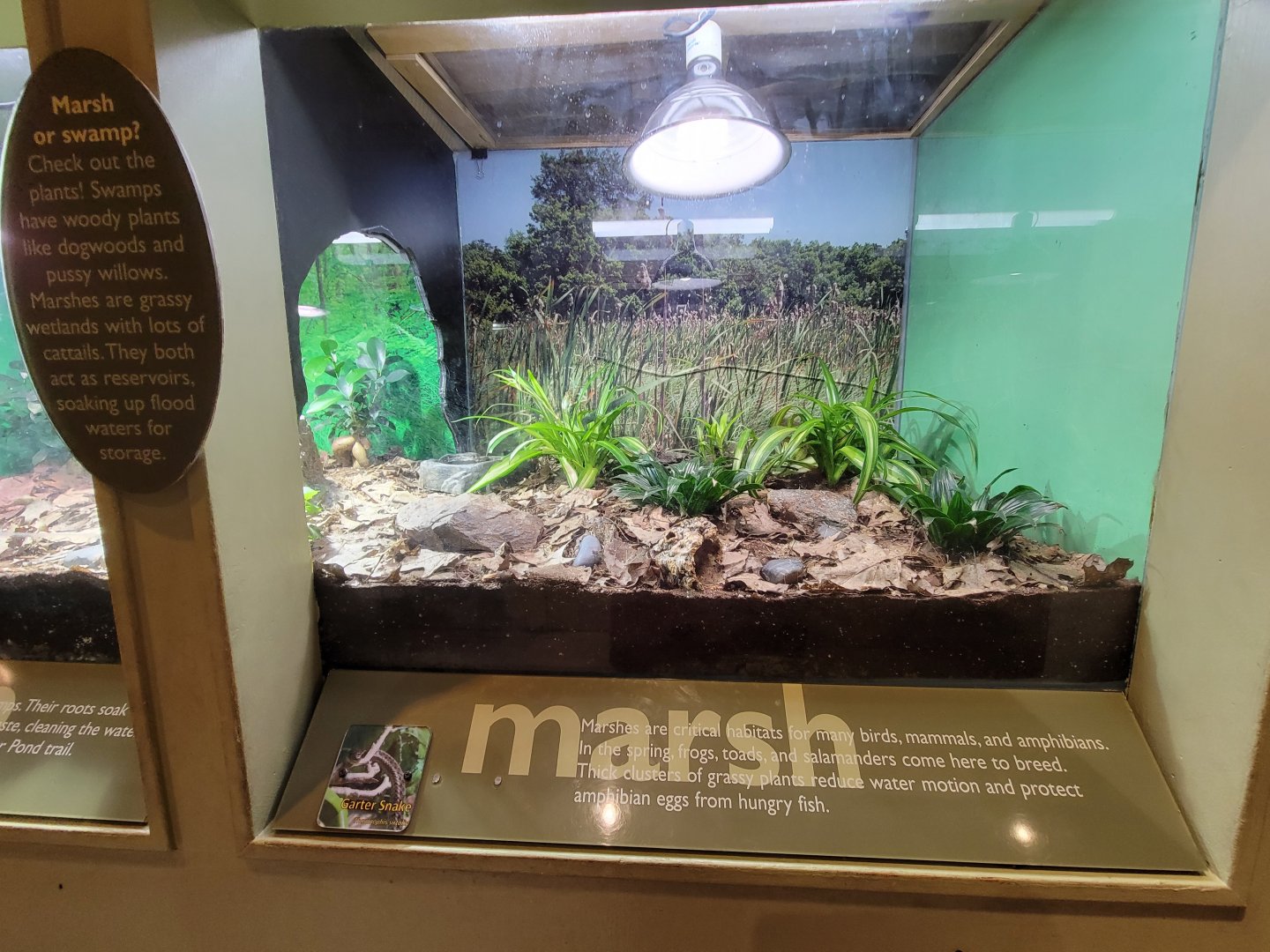 Ecotarium - Swamp & marsh, garter snake