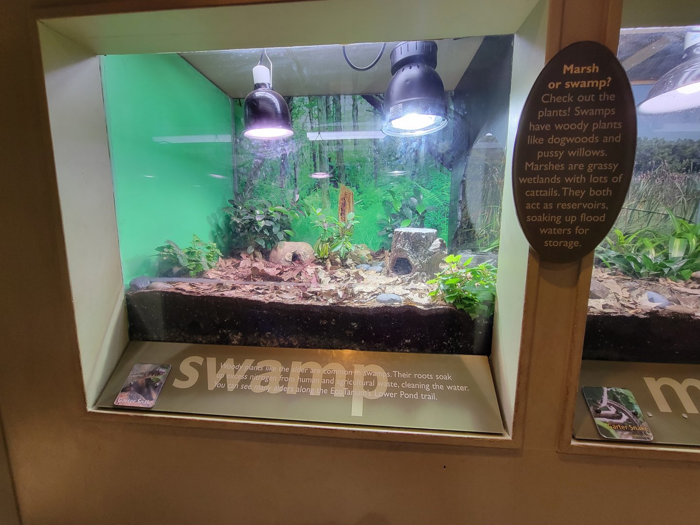 Ecotarium - Swamp & marsh, garter snake