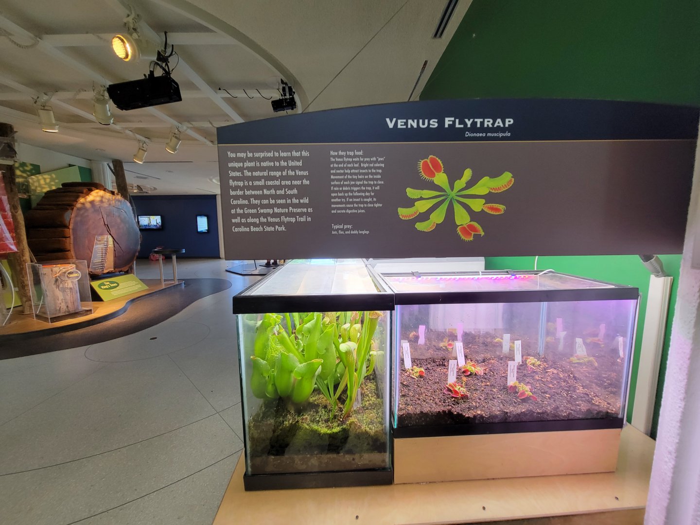 Ecotarium - Venus flytrap