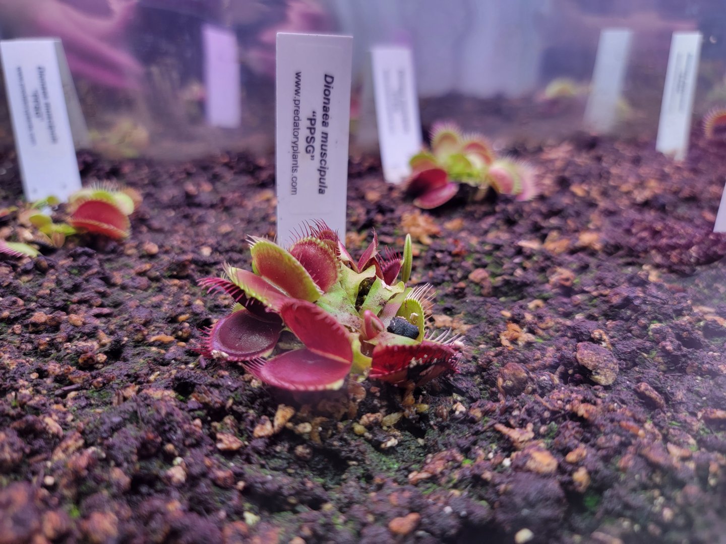 Ecotarium - Venus flytraps