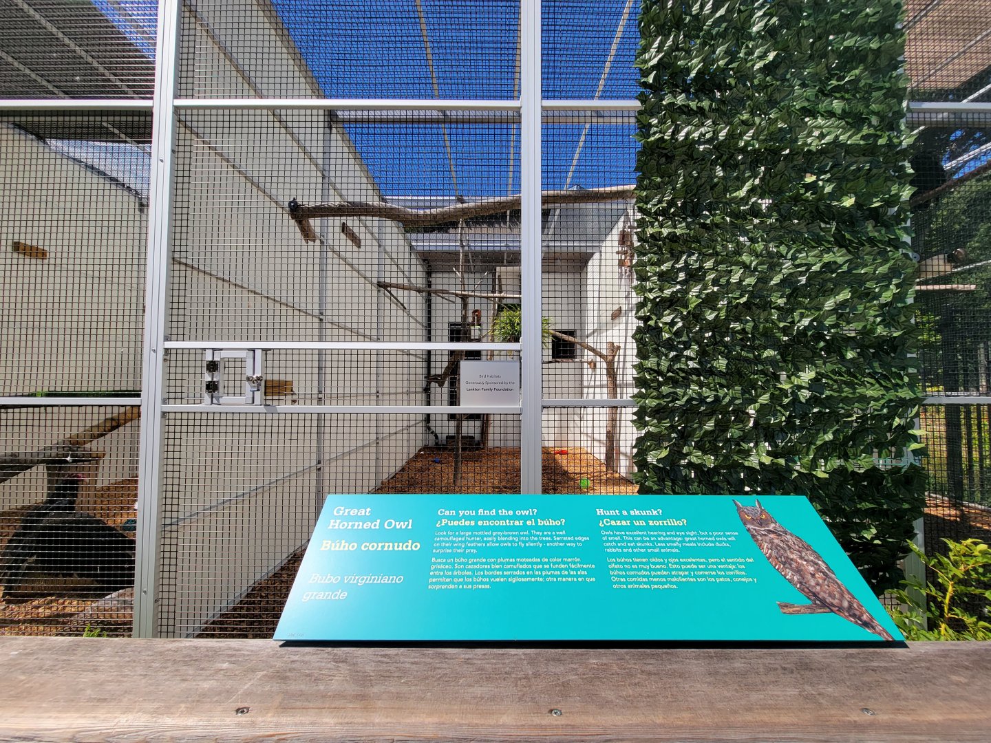 Ecotarium - Wild Cat Station - Great horned owl