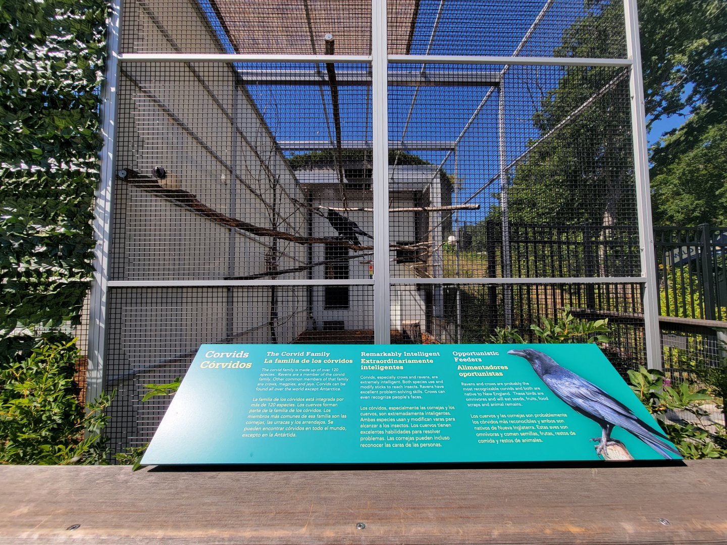 Ecotarium - Wild Cat Station - Raven, very talkative