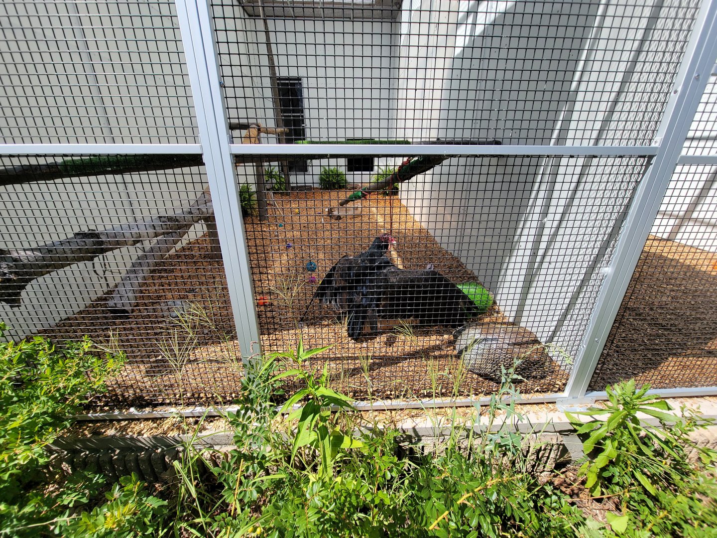 Ecotarium - Wild Cat Station - Turkey vulture