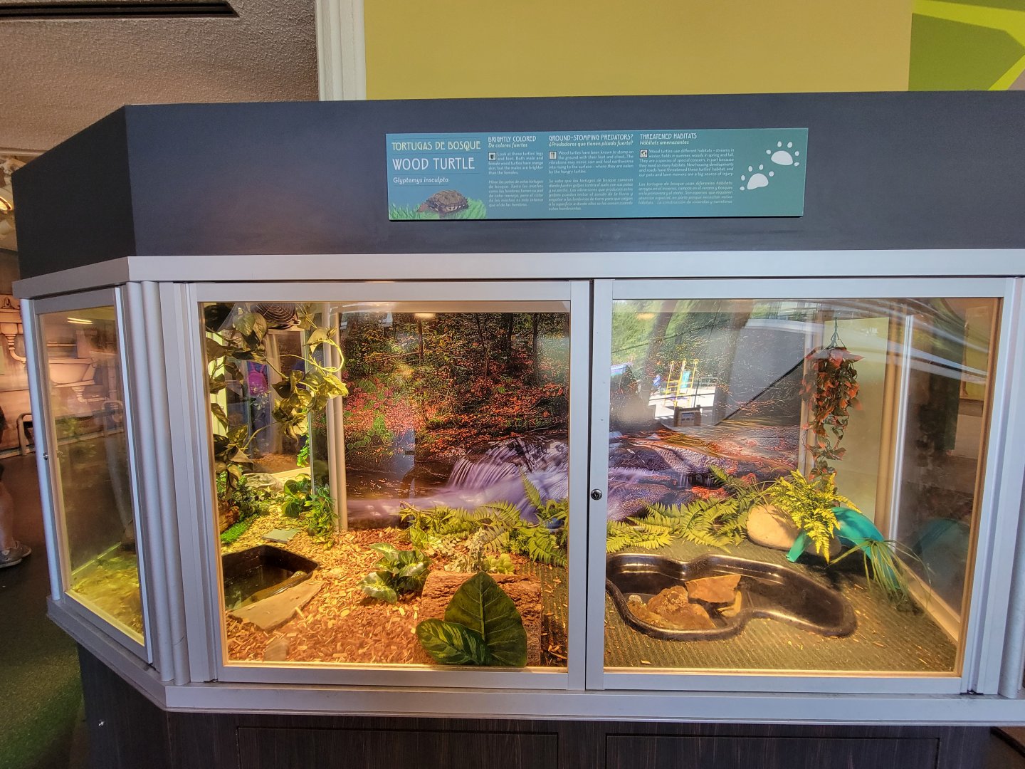 Ecotarium - Wood turtle