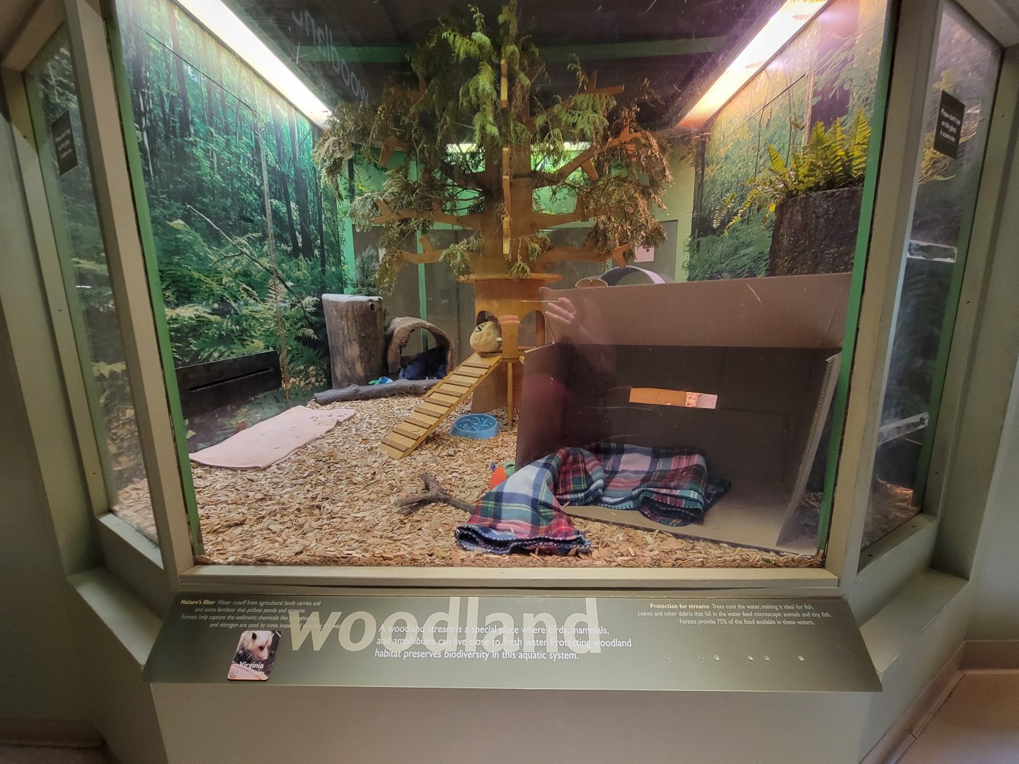 Ecotarium - Woodland, Virginia opossum