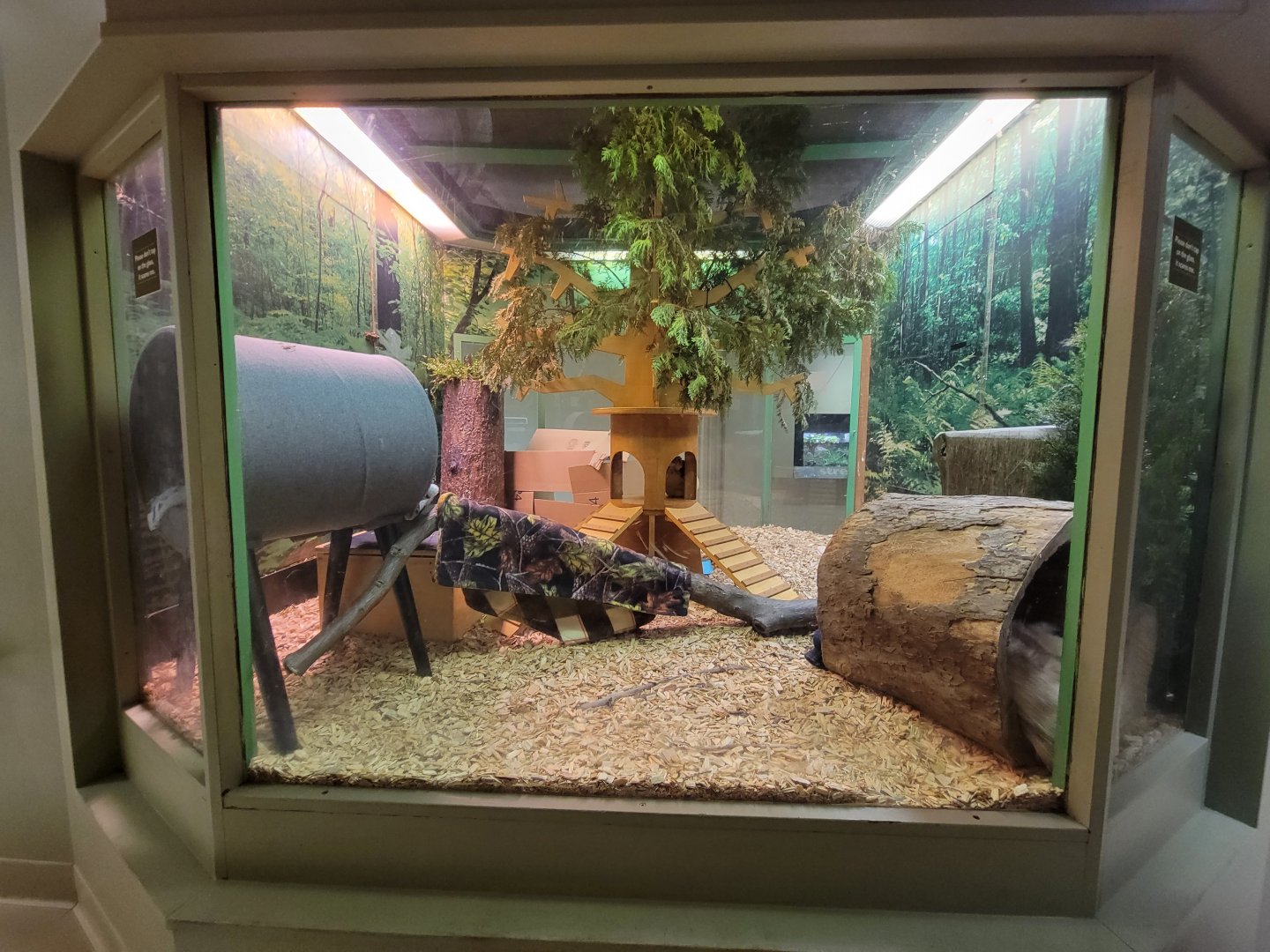 Ecotarium - Woodland, Virginia opossum