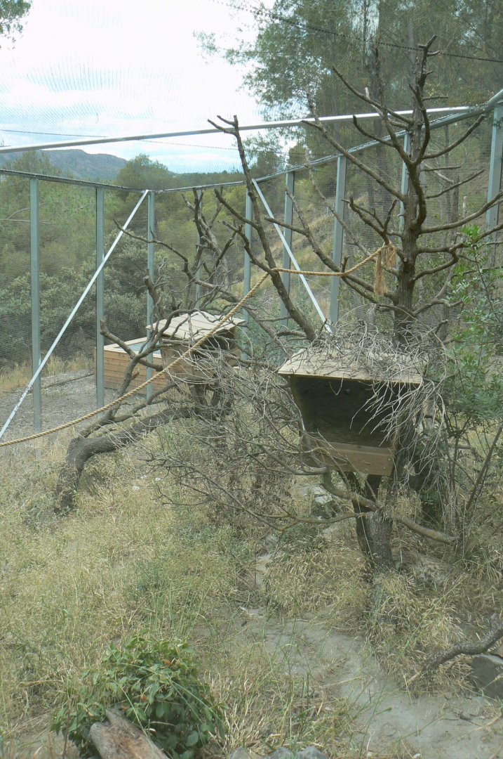Ecozonia - Amur leopard cat enclosure
