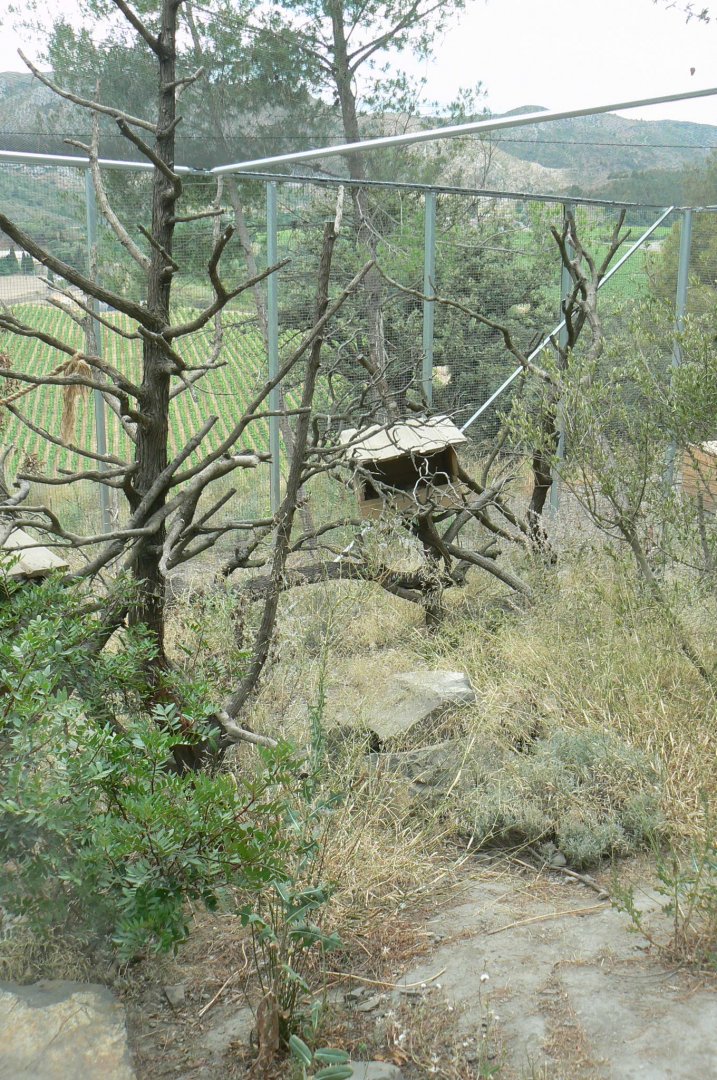 Ecozonia - Amur leopard cat enclosure