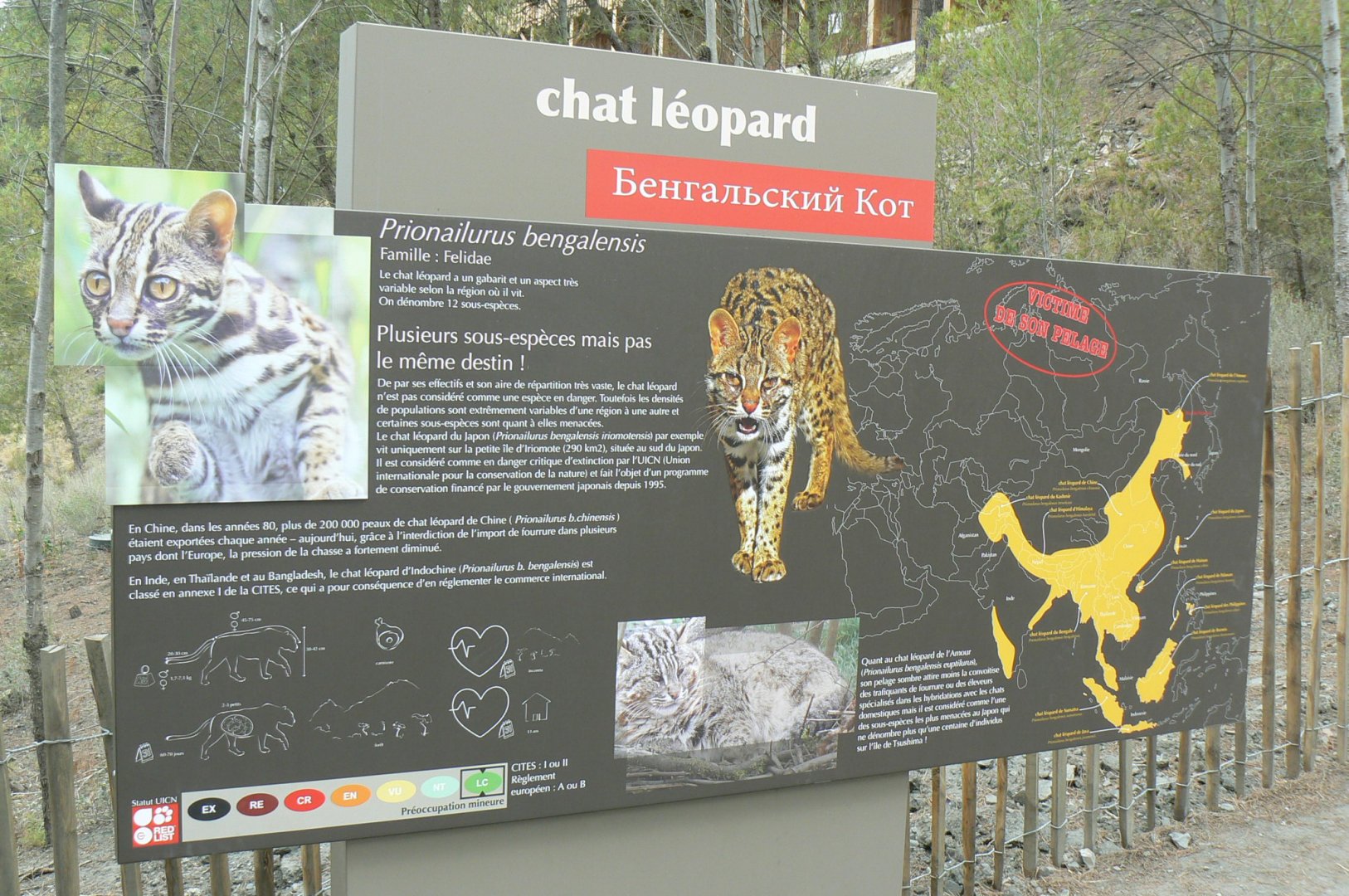 Ecozonia - Amur leopard cat panel